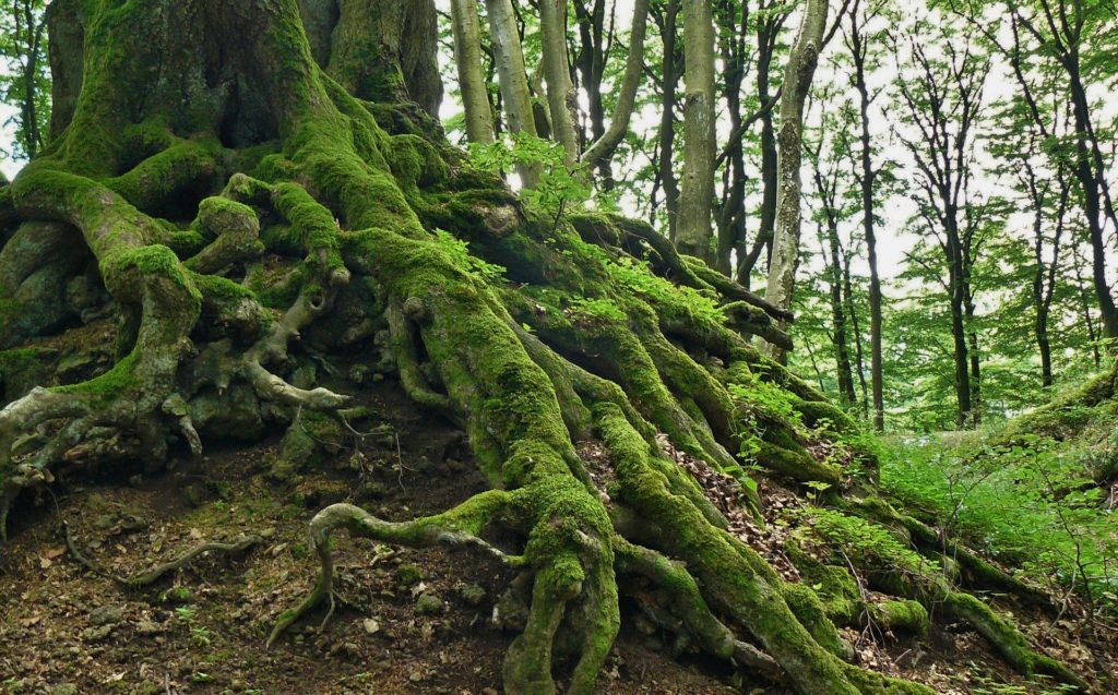 The trunk of a tree with long, moss-covered roots in a green, lush forest.