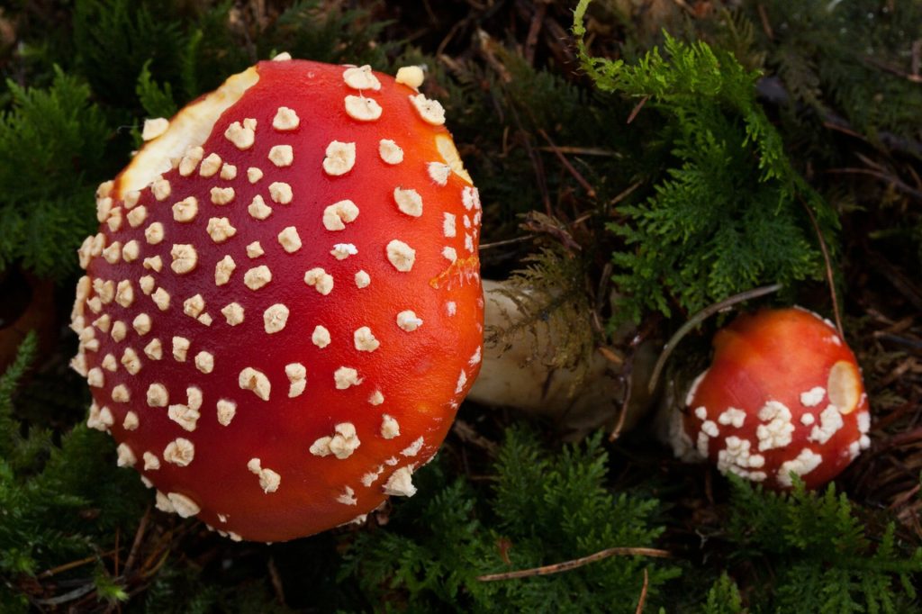 A large red mushroom with white spots towers next to a smaller mushroom that is also white with red spots.