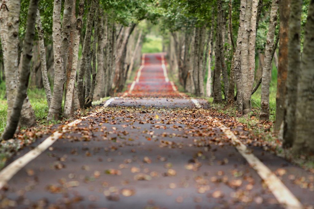 A road cuts through the woods with trees surrounding the roadside path.