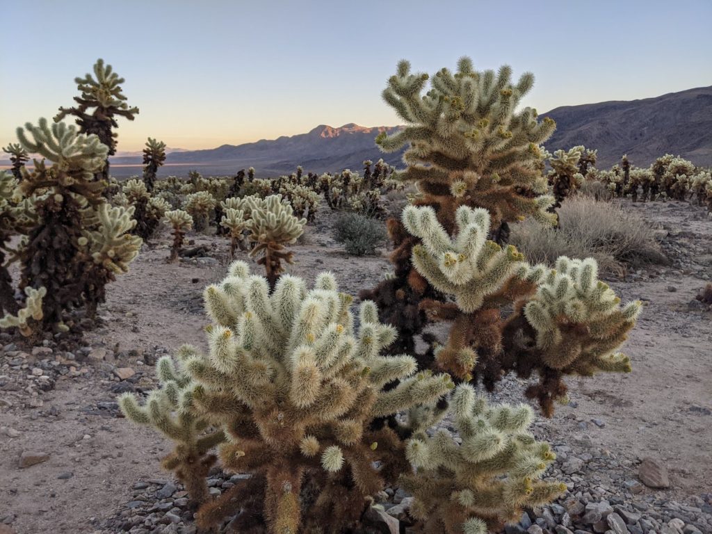 Prickly cactus plants dot a desert landscape with mountains in the background at Joshua Tree National Park