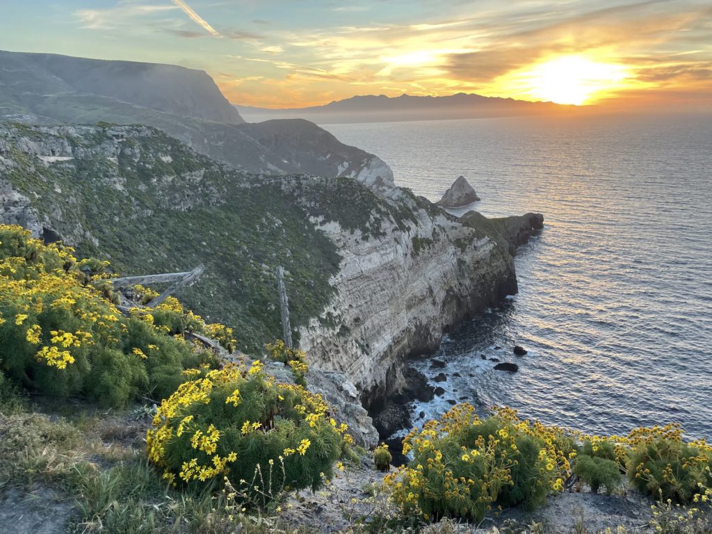 A cliffside view of Santa Cruz Island with yellow flowers in the foreground, a rugged coastline, the ocean, and the sun setting in the background.